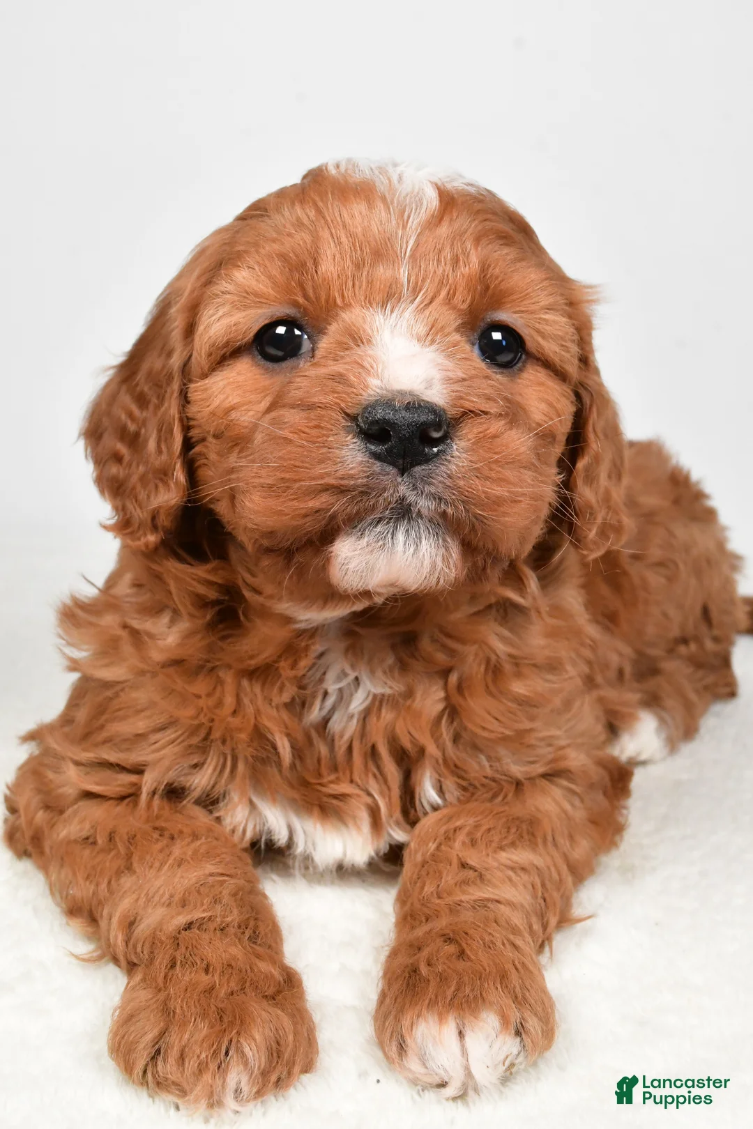 Mini Goldendoodle dogs for sale: Biscuit - Ad 2