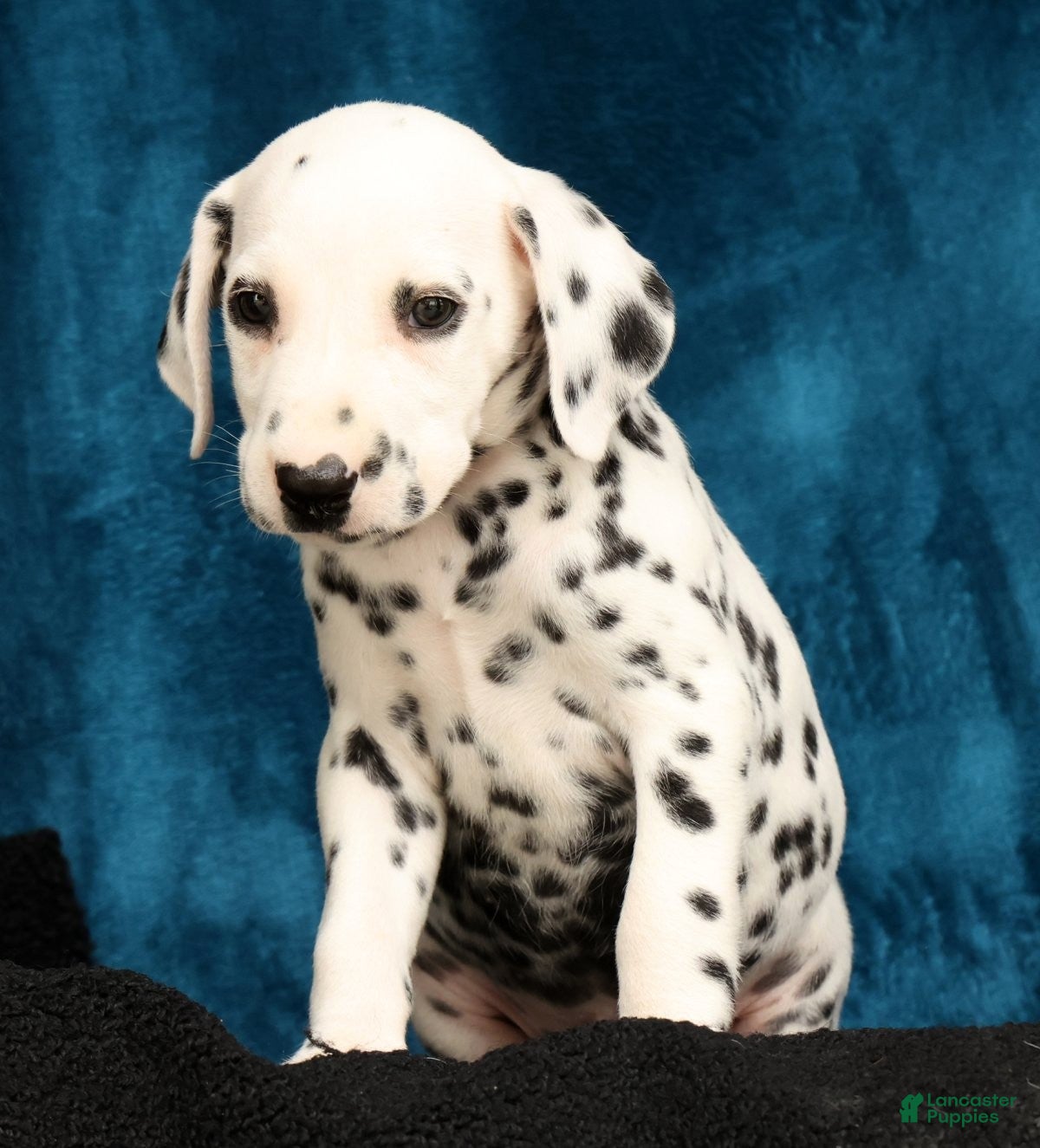 Dalmatian dogs Rusty - Ad 2
