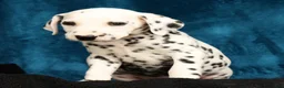 Dalmatian dogs for sale: Rusty - Ad 2