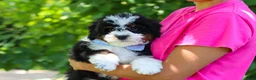 Mini Bernedoodle dogs for sale: Tucker - Ad 3