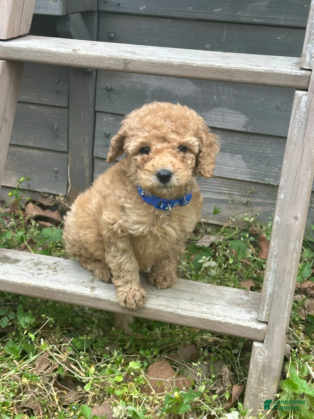 Miniature Poodle dogs for sale: Miniature Poodle Puppy 4 - Ad 1