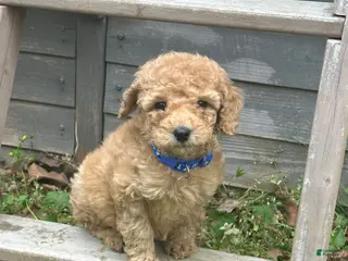 Miniature Poodle dogs Miniature Poodle Puppy 4 - Ad 41