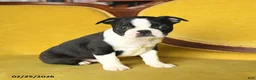 Boston Terrier dogs for sale: Smiley - Ad 4
