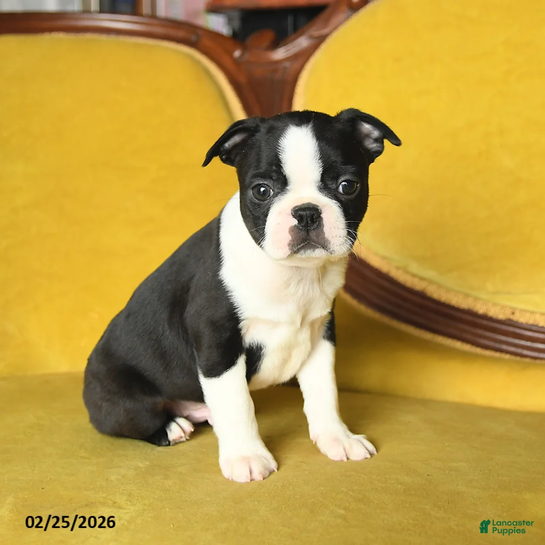 Boston Terrier dogs for sale: Smiley - Ad 4