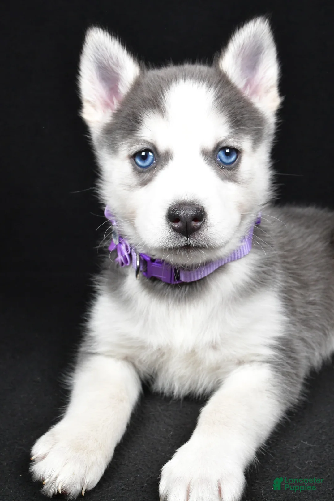 Pomsky dogs for sale: Tori - Ad 3