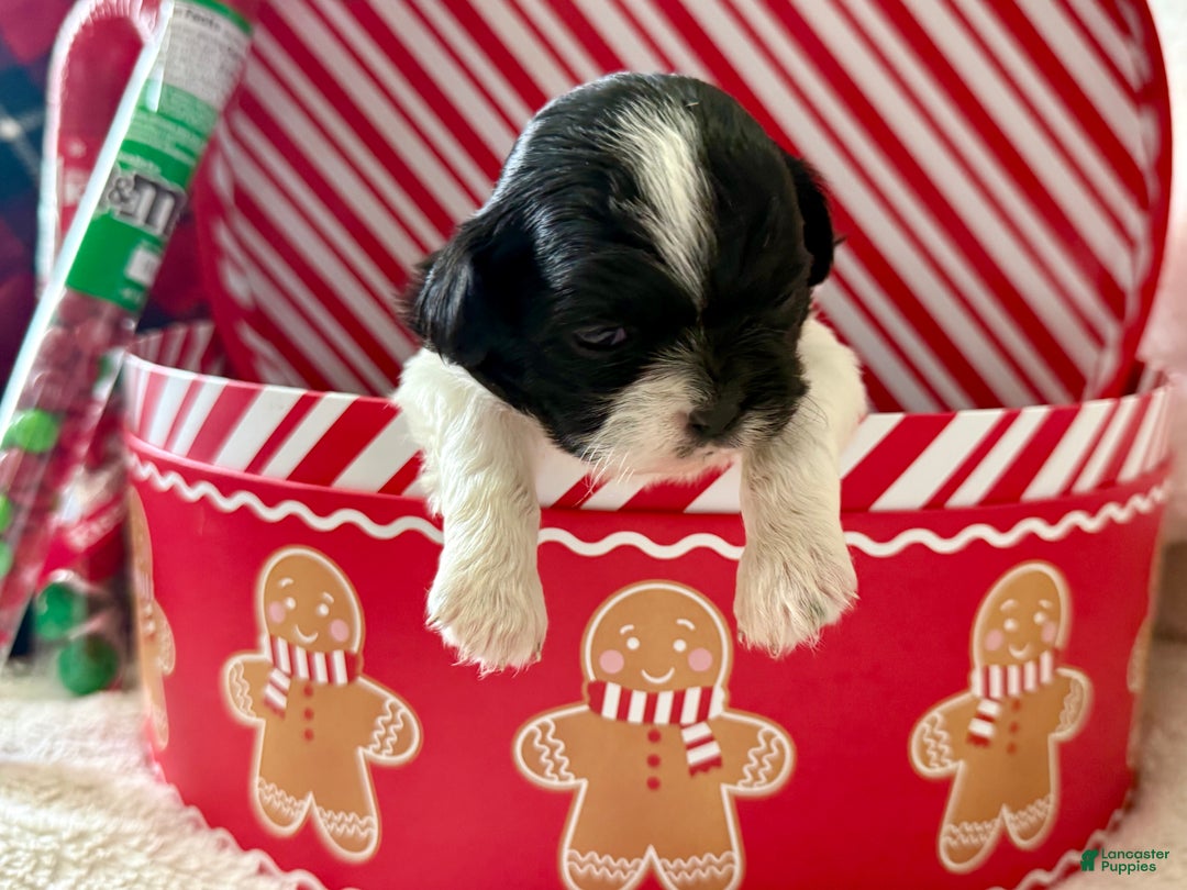 Shihpoo dogs for sale: Glinda  - Ad 5