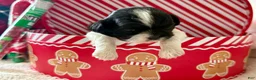 Shihpoo dogs for sale: Glinda  - Ad 6
