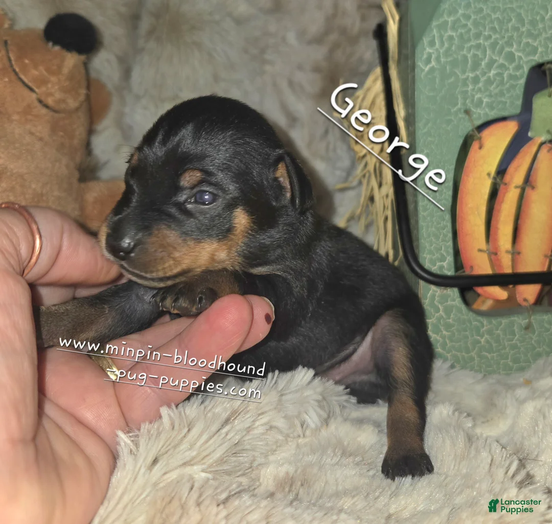 Miniature Pinscher dogs for sale: George  - Ad 1