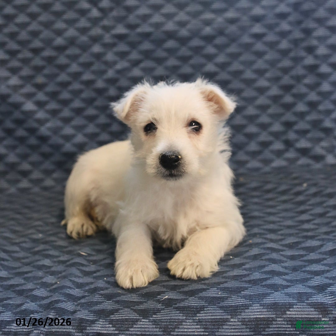 West Highland Terrier dogs for sale: Happy - Ad 5