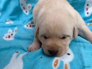 Labrador Retriever dogs for sale: Holli - Ad 2