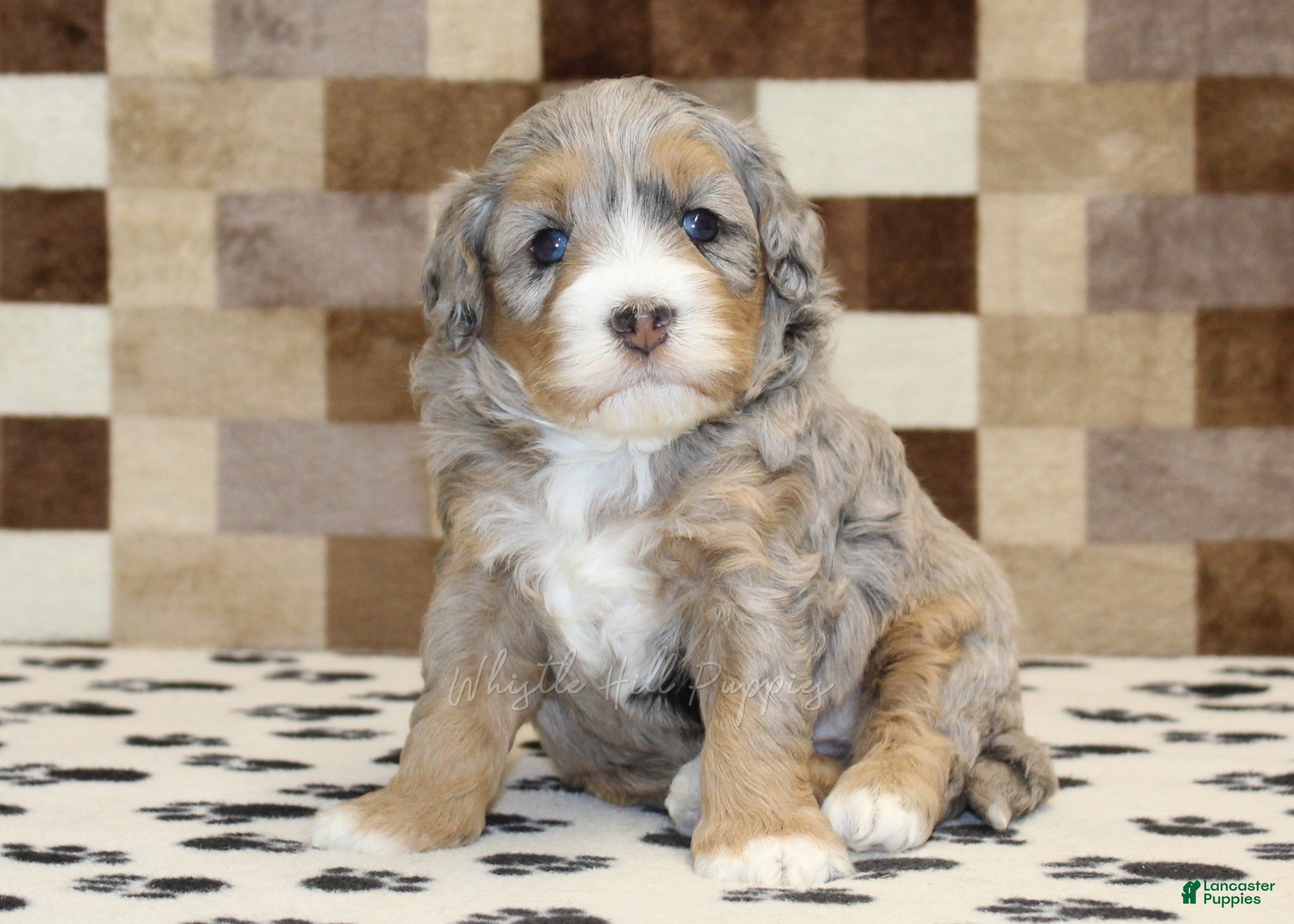 Mini Bernedoodle dogs Amber - Ad 1