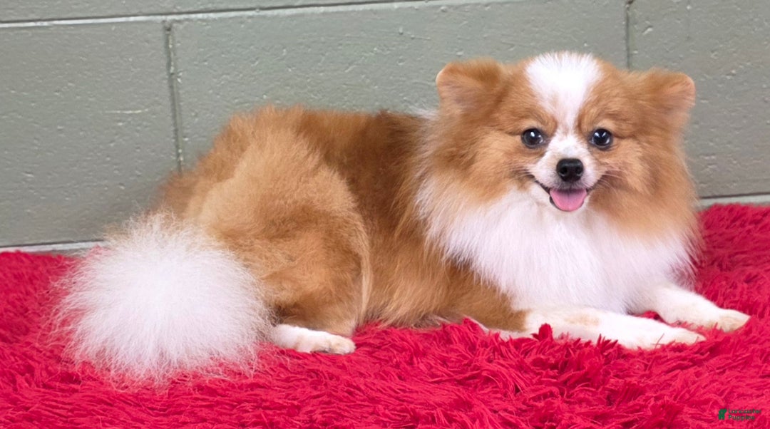 Pomeranian dogs for sale: Tinker - Ad 3