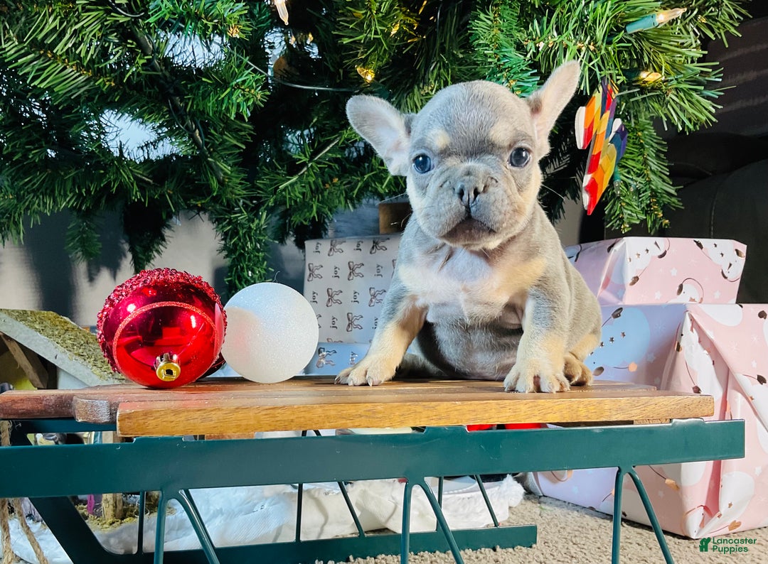 French Bulldog dogs for sale: PABLO - Ad 16
