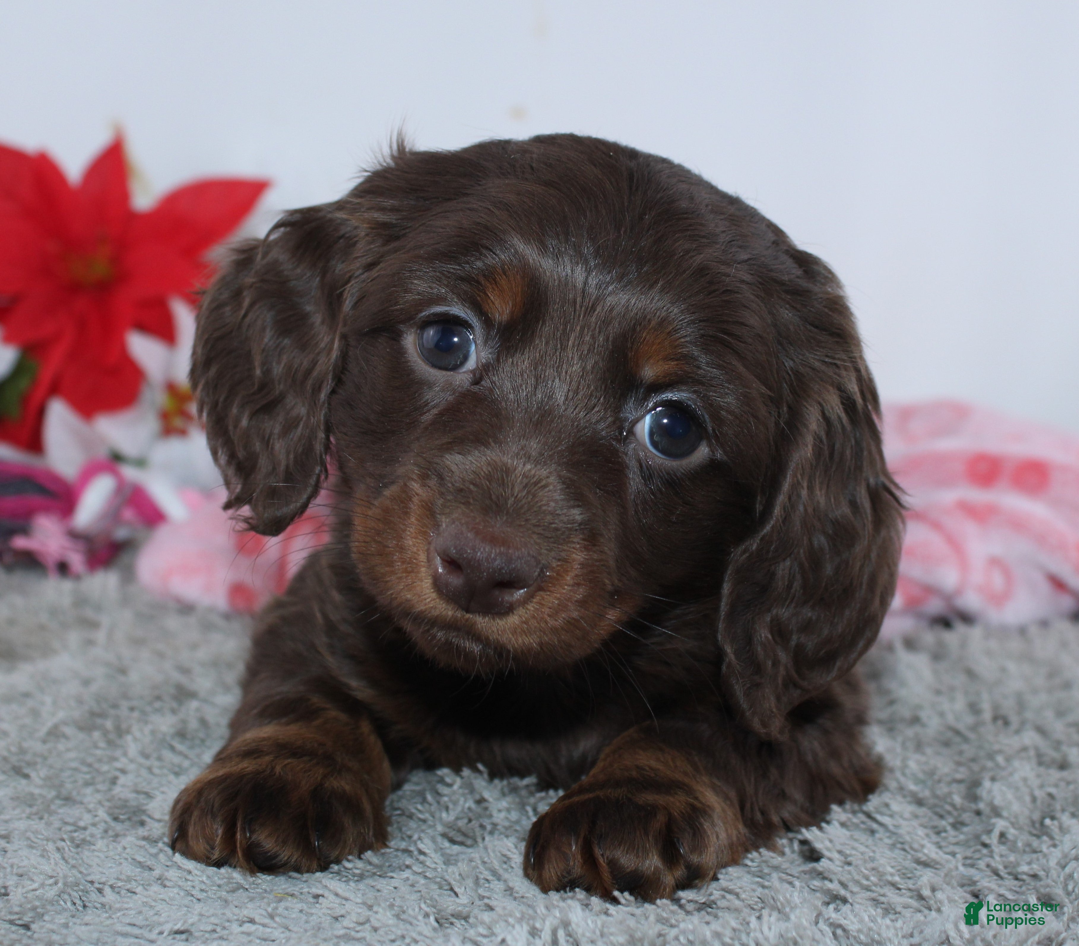 Miniature Dachshund dogs Jade - Ad 33
