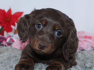 Miniature Dachshund dogs Jade - Ad 22