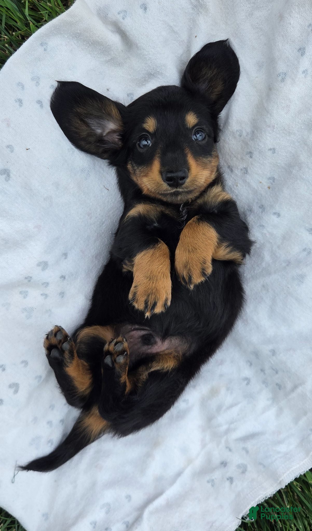Miniature Dachshund dogs Thunder - Ad 2