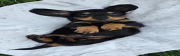 Miniature Dachshund dogs for sale: Thunder - Ad 2