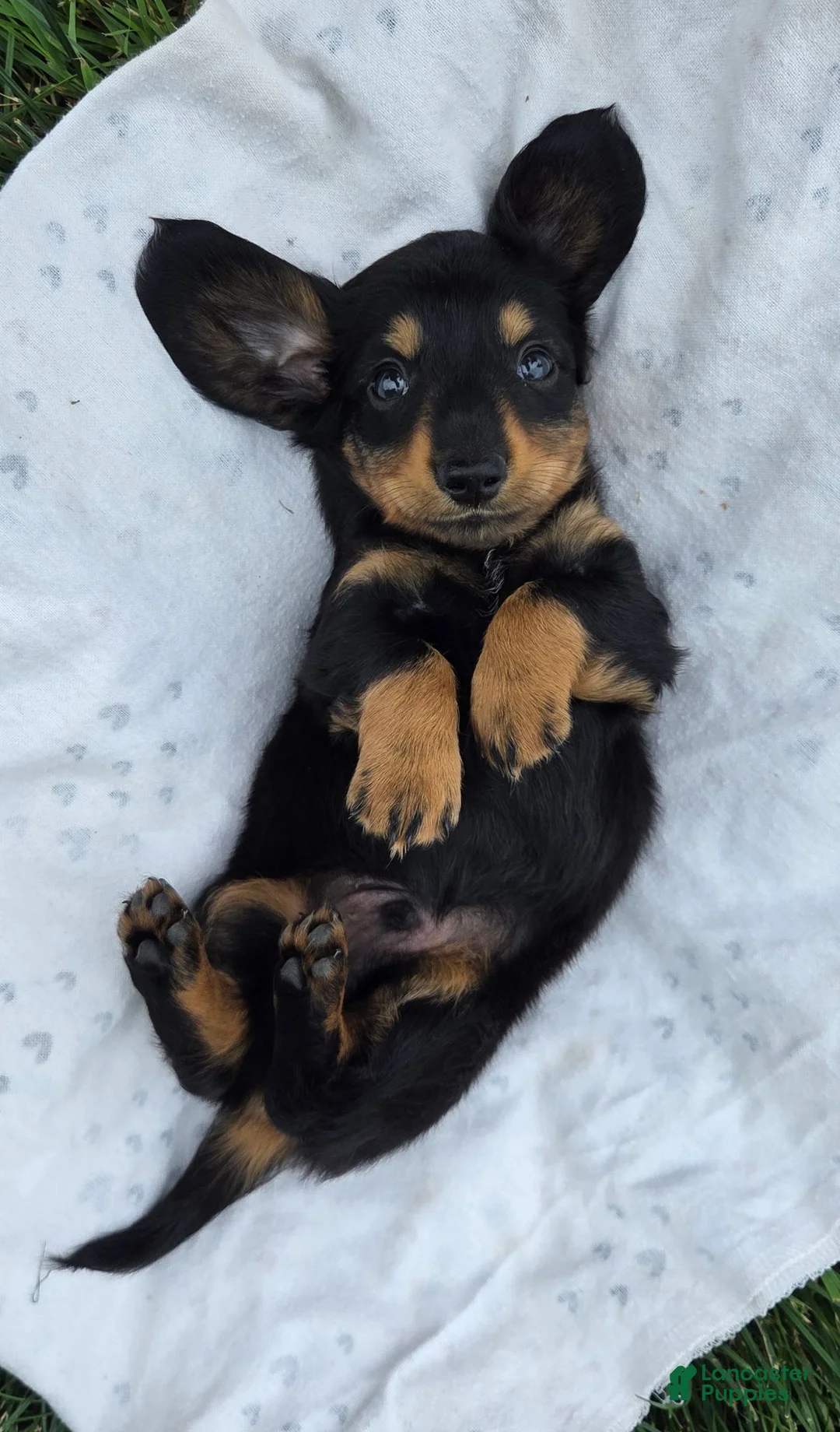 Miniature Dachshund dogs for sale: Thunder - Ad 2