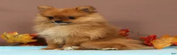 Pomeranian dogs for sale: Button - Ad 5