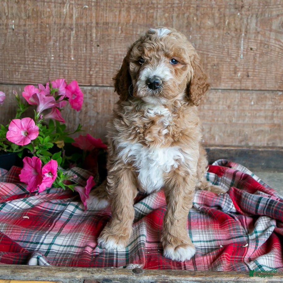 Goldendoodle dogs Betsy - Ad 1