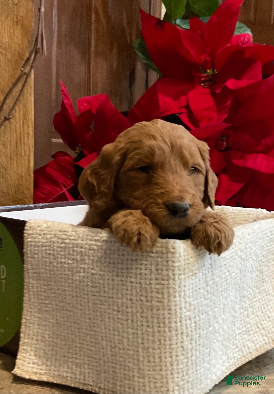 Goldendoodle dogs for sale: Goldendoodle Puppy 5 - Ad 3