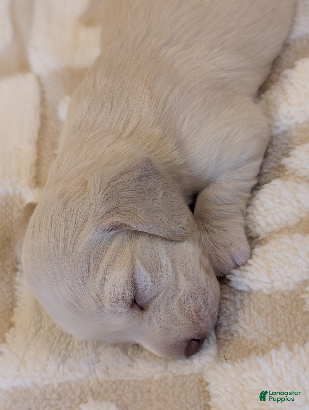 Miniature Dachshund dogs for sale: Miniature Dachshund Puppy 1 - Ad 2