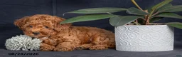 Miniature Poodle dogs for sale: Cashew - Ad 3