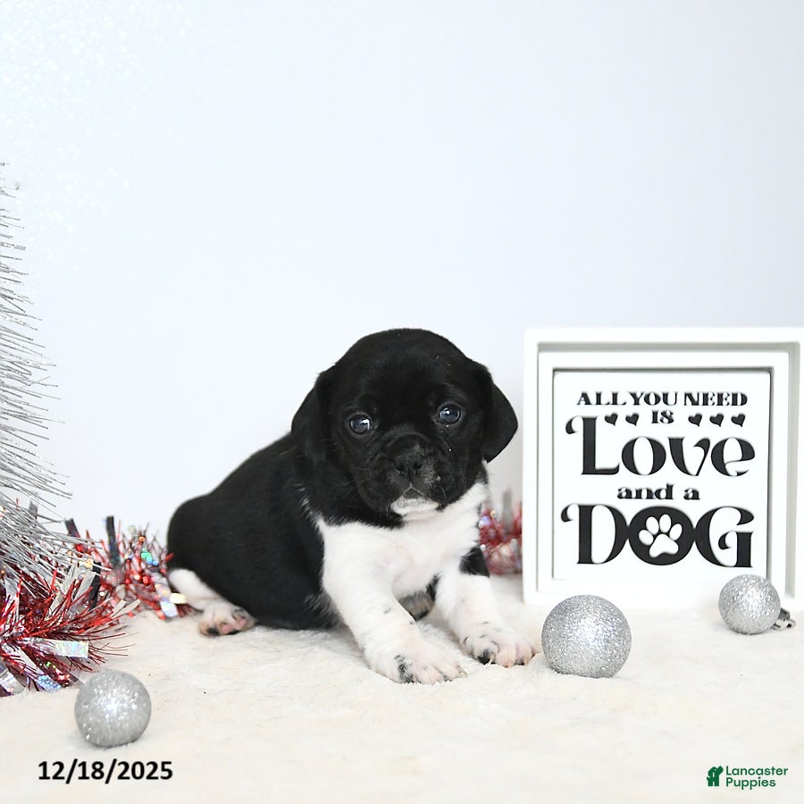 Puggle dogs Greta - Ad 7