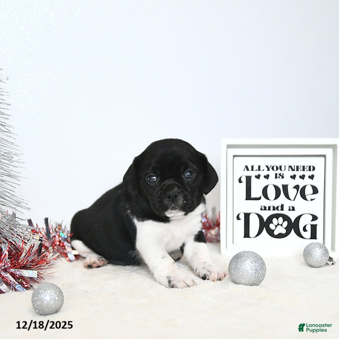 Puggle dogs for sale: Greta - Ad 1