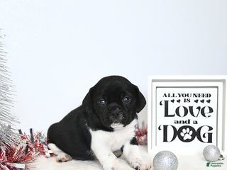 Puggle dogs Greta - Ad 3