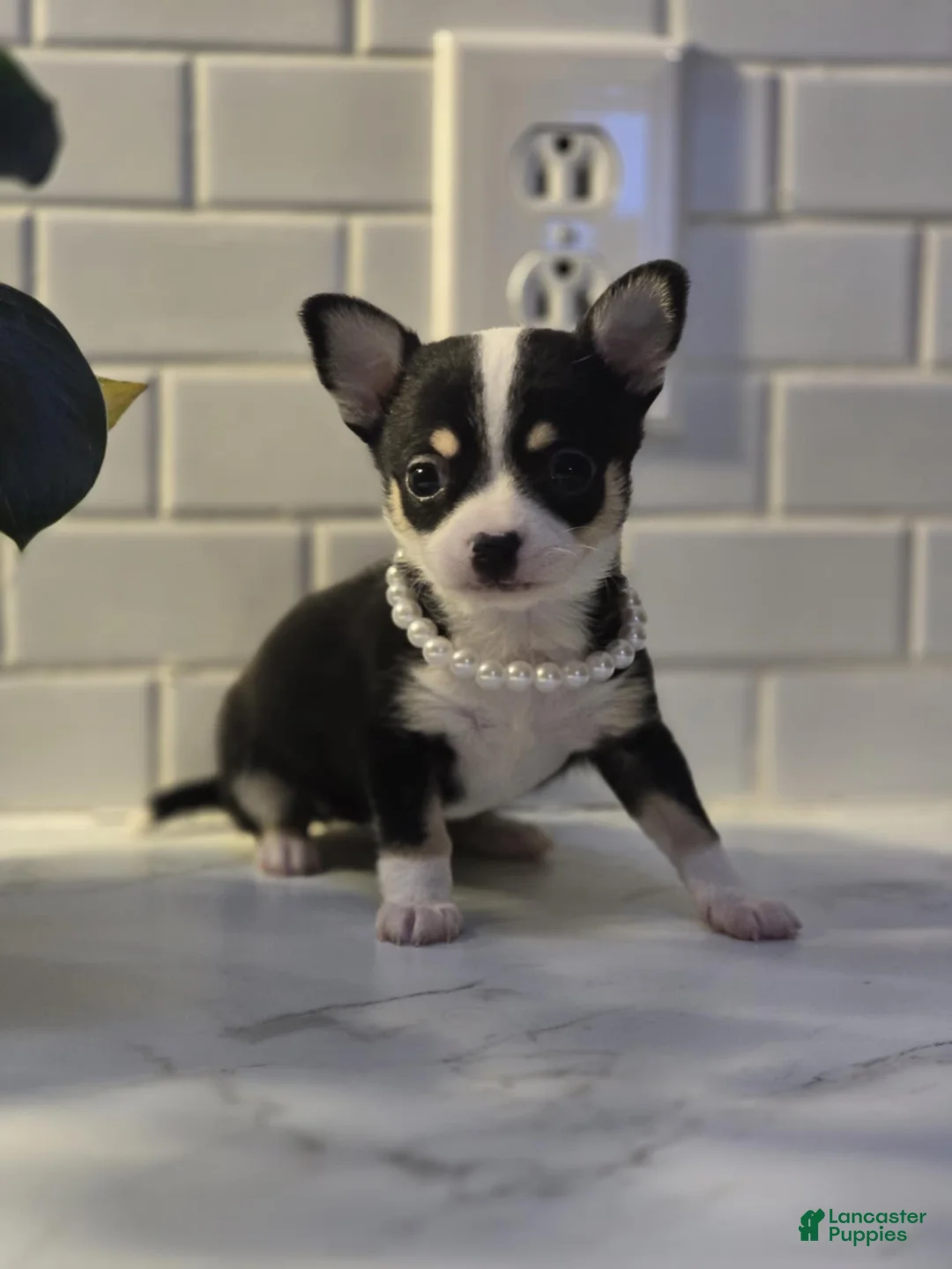 Chihuahua dogs for sale: lucy - Ad 4