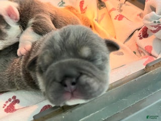 English Bulldog dogs Ashton - Ad 11