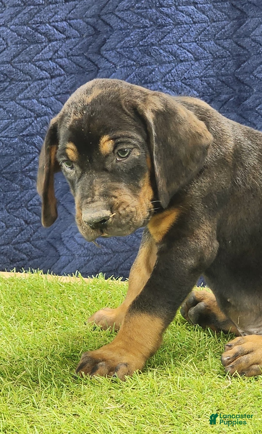 Mixed Breed dogs for sale: 2025 Bloodahoula Male 1 "Curly" - Ad 6