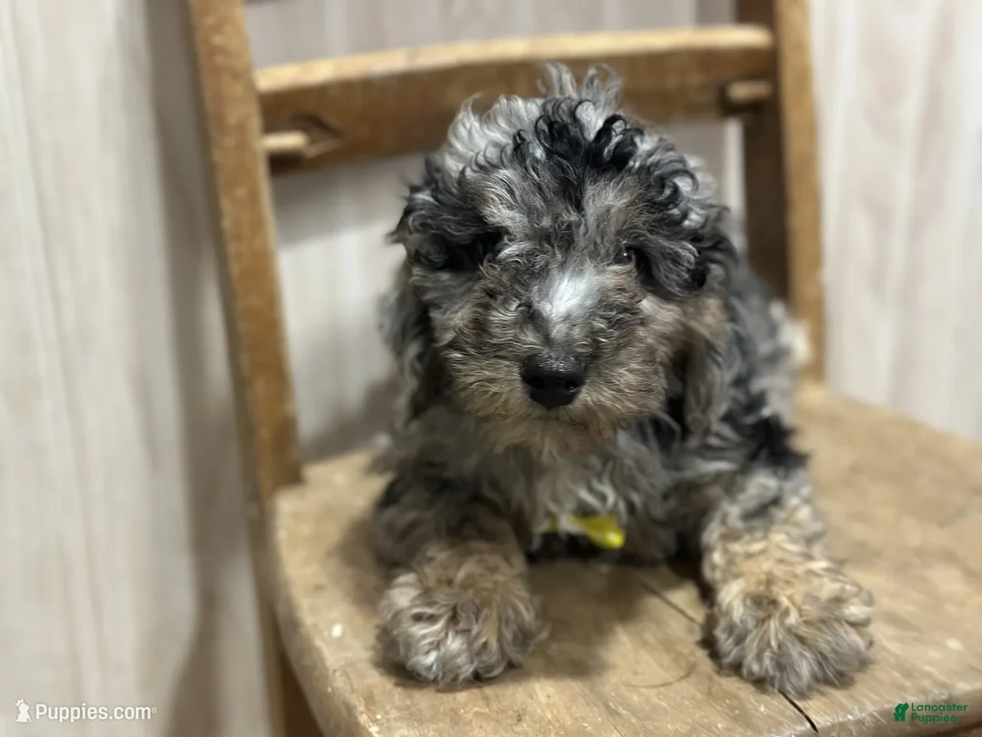 Toy Poodle dogs for sale: Toy Poodle Walter - Ad 3