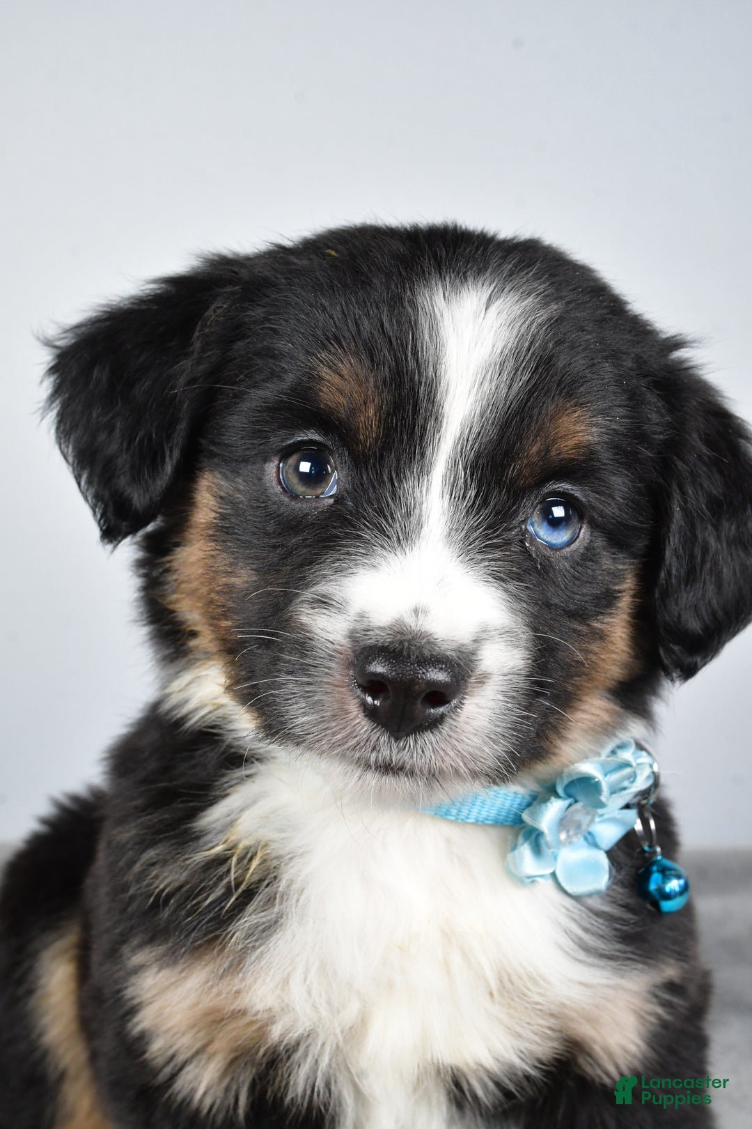 Miniature Australian Shepherd dogs for sale: Rhoda - Ad 7