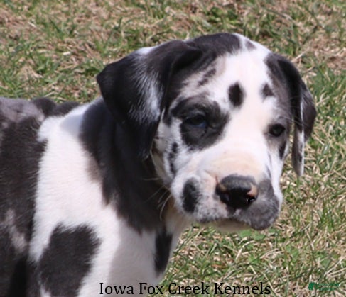 Great Dane dogs Harley - Ad 1
