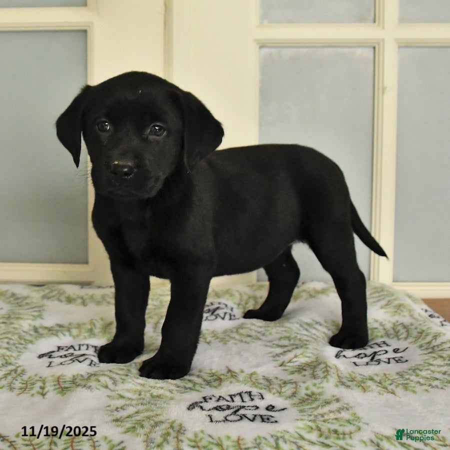 Labrador Retriever dogs Tess - Ad 32