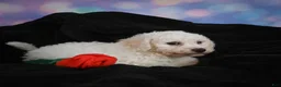 Bichon Frise dogs for sale: Jimmy - Ad 16