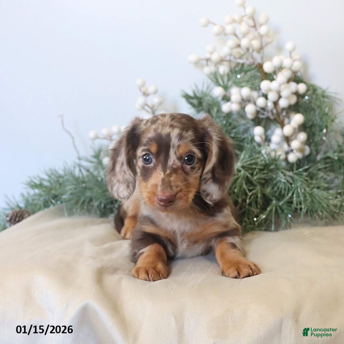 Miniature Dachshund dogs Oscar - Ad 21