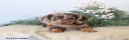 Miniature Dachshund dogs for sale: Oscar - Ad 1