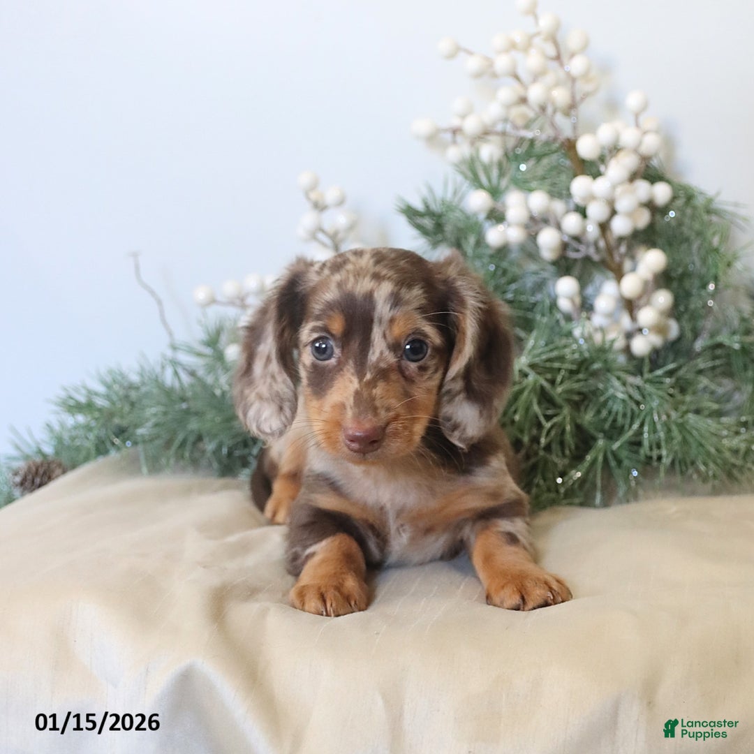 Miniature Dachshund dogs for sale: Oscar - Ad 1