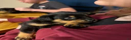 Rottweiler dogs for sale: Rottweiler Puppy 7 - Ad 1