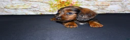 Miniature Dachshund dogs for sale: Butters - Ad 7