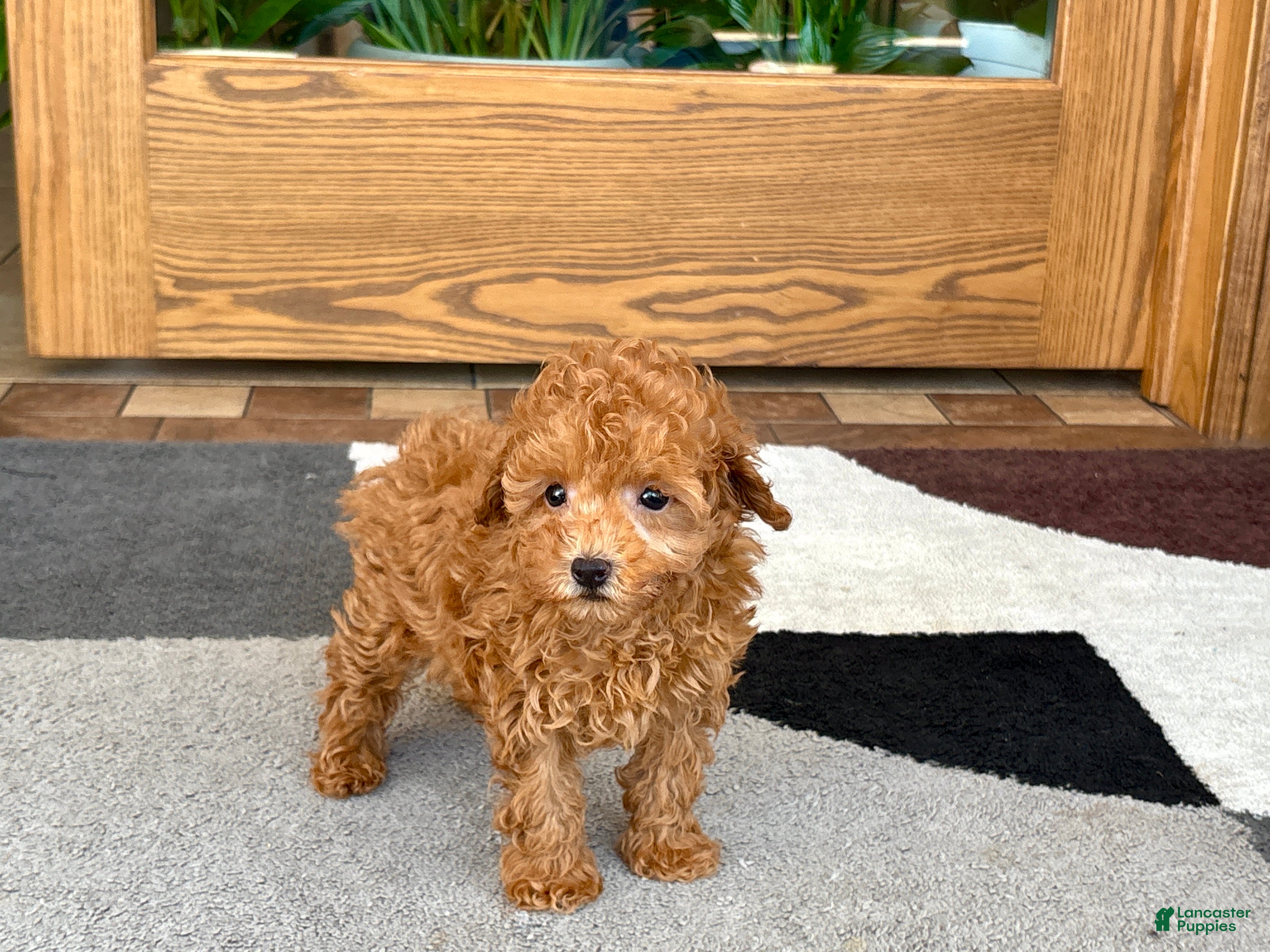 Maltipoo dogs for sale: Carrie - Ad 3