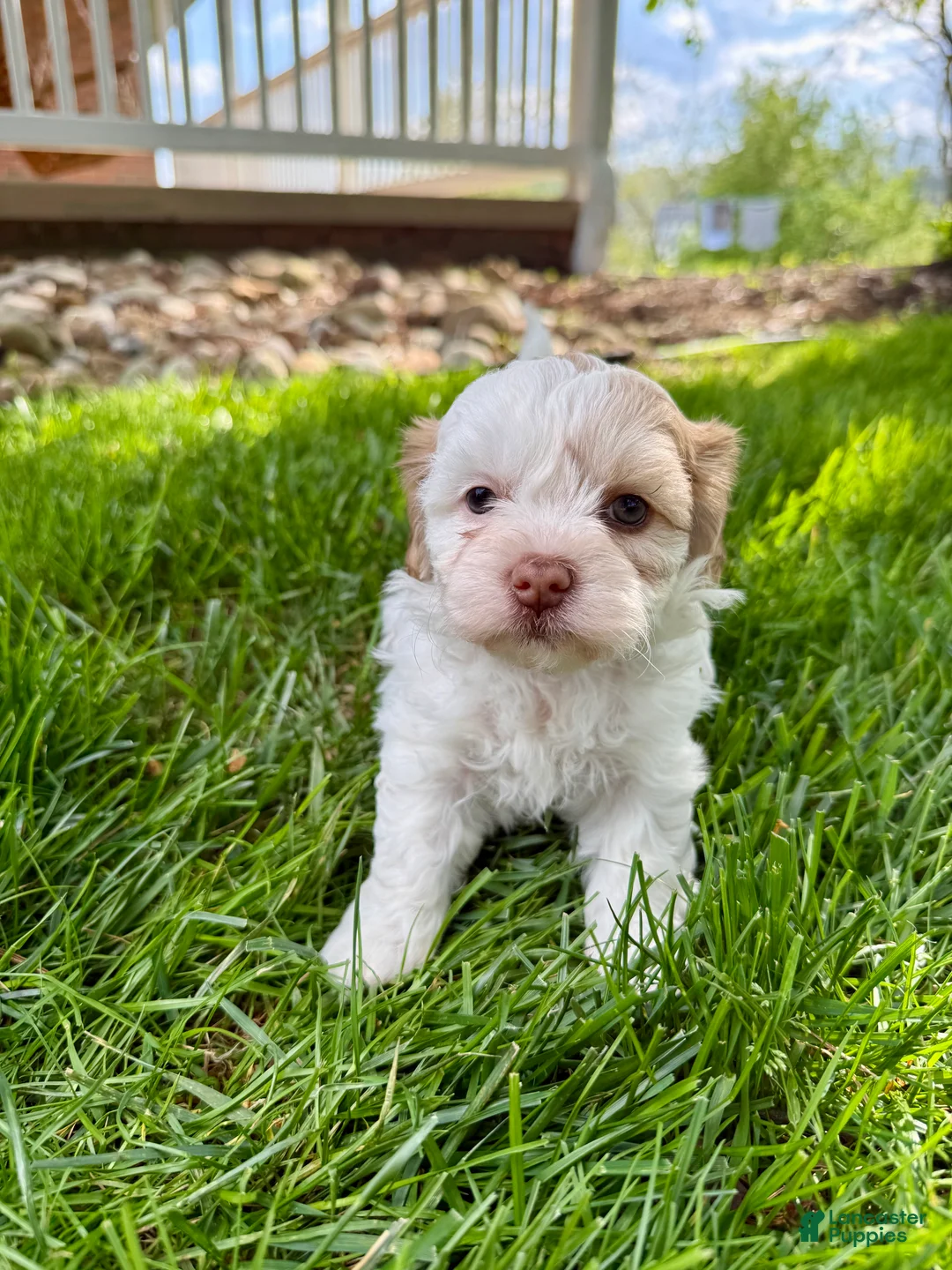 Mixed Breed dogs for sale: Tara - Ad 2