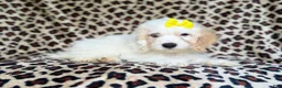 Cockapoo dogs for sale: Oakley - Ad 3