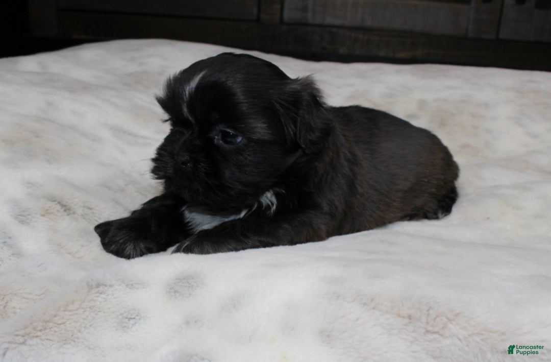 Shih Tzu dogs for sale: Elvis - Ad 4