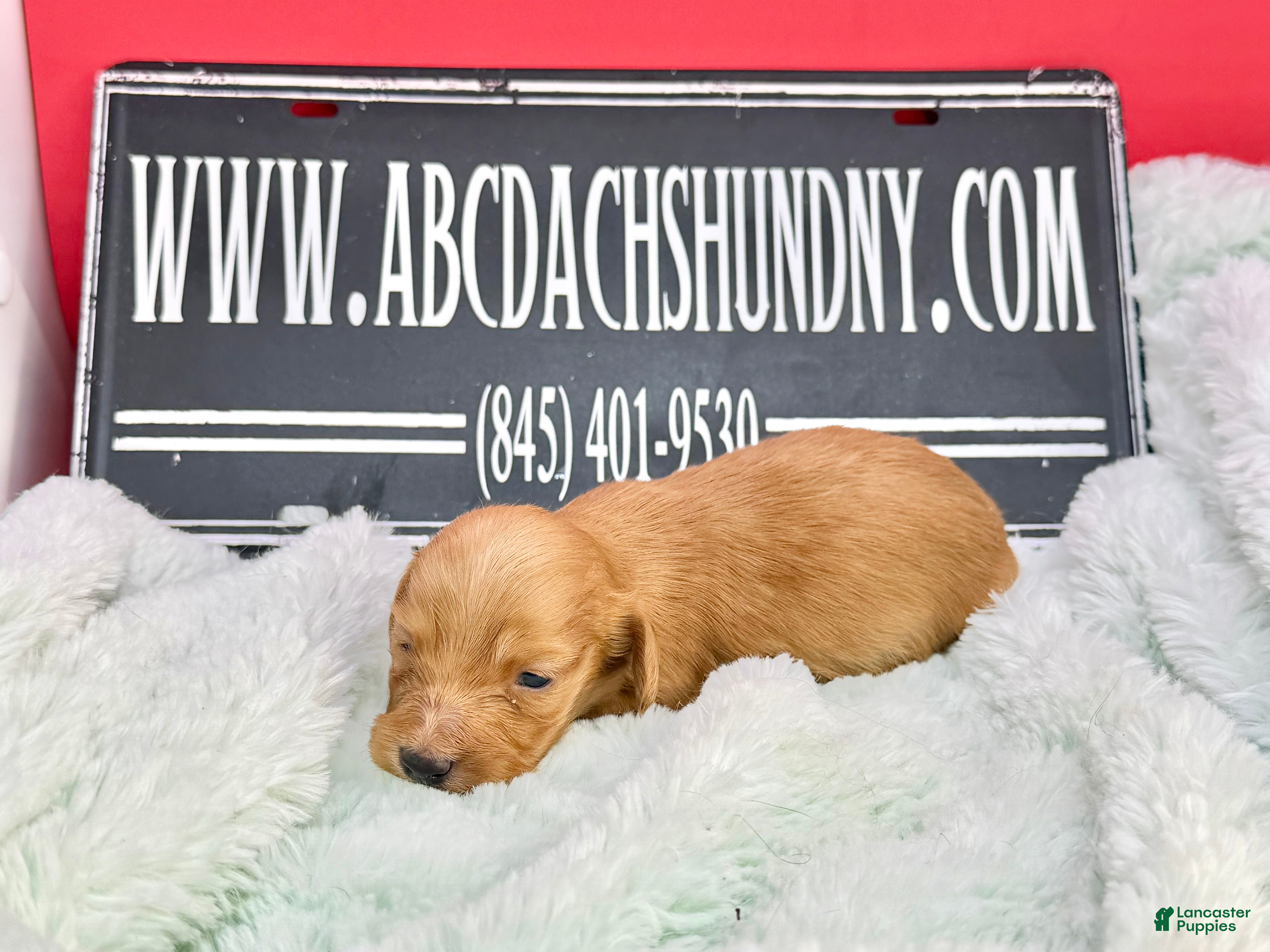 Dachshund dogs Import - Ad 31