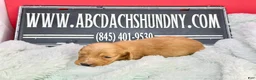 Dachshund dogs for sale: Import - Ad 11