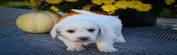 Maltese dogs for sale: Darling🩷 - Ad 5